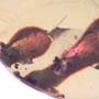 Rare Amber Globule In Dominican Amber