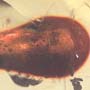 Rare Amber Globule In Dominican Amber