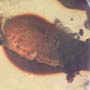 Rare Amber Globule In Dominican Amber