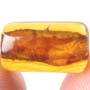 Rare Amber Inside Amber In Dominican Amber