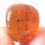 Rare Ant Carrying Something In Dominican Amber