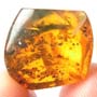 Rare Ant On Stick Climbing On A Branch In Dominican Amber