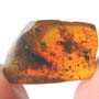 Rare Ant With Huge Mandibles In Dominican Amber