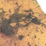 Rare Ant With Huge Mandibles In Dominican Amber