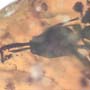 Rare Ant With Huge Mandibles In Dominican Amber