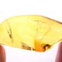 Rare Ant With Huge Mandibles In Dominican Amber