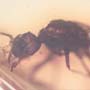 Rare Ant With Huge Mandibles In Dominican Amber