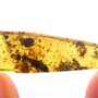 Rare Ant With Huge Mandibles In Dominican Amber