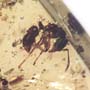 Rare Ant With Huge Mandibles In Dominican Amber