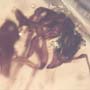 Rare Ant With Huge Mandibles In Dominican Amber