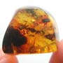 Rare Ant With Huge Mandibles In Dominican Amber