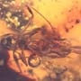 Rare Ant With Huge Mandibles In Dominican Amber