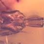Rare Ant With Huge Mandibles In Dominican Amber