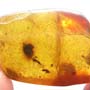 Rare Ant With Huge Mandibles In Dominican Amber