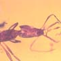 Rare Ant With Huge Mandibles In Dominican Amber