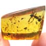 Rare Ant With Huge Mandibles In Dominican Amber