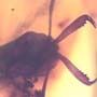 Rare Ant With Huge Mandibles In Dominican Amber
