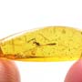 Rare Assassin Bug And Jumping Plant Bug In Dominican Amber