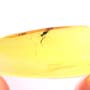 Common Assassin Bug In Dominican Amber