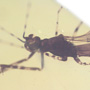 Common Assassin Bug In Dominican Amber