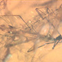 Rare Assassin Bug In Dominican Amber