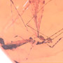 Rare Assassin Bug In Dominican Amber