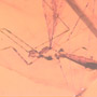 Rare Assassin Bug In Dominican Amber