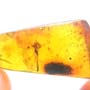 Rare Assassin Bug In Dominican Amber