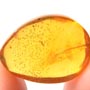 Rare Awesome Field Of Bubbles And Scelionid Wasp In Dominican Amber