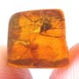 Rare Awesome Spider In Dominican Amber
