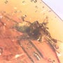 Rare Awesome Spider In Dominican Amber