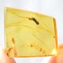 Rare Bark Beetle Bittin By Spider In Dominican Amber