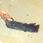 Rare Bark Beetle Bittin By Spider In Dominican Amber