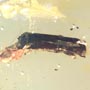 Rare Bark Beetle Bittin By Spider In Dominican Amber