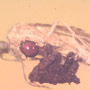 Rare Barklouse With Mite Clinging On It, Bethylid Wasp And Beetle In Dominican Amber