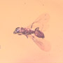 Rare Barklouse With Mite Clinging On It, Bethylid Wasp And Beetle In Dominican Amber