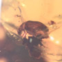 Rare Barklouse With Mite Clinging On It, Bethylid Wasp And Beetle In Dominican Amber
