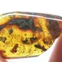 Rare Beetle, Isopod And Unknown Bug In Dominican Amber