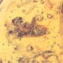 Rare Isopod, Unknown Bug And Beetle In Dominican Amber