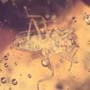 Rare Isopod, Unknown Bug And Beetle In Dominican Amber