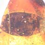 Rare Isopod, Unknown Bug And Beetle In Dominican Amber