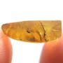 Rare Beetle Clinging On Fungus Gnat In Dominican Amber