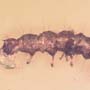 Rare Beetle Larva With Mite On Top, Cool Bubble On Its Mouth And Two Mites In Dominican Amber