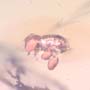 Rare Beetle With Three Mites Clinging On It In Dominican Amber