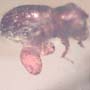 Rare Beetle With Three Mites Clinging On It In Dominican Amber