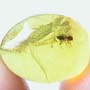 Rare Beetle With Extended Genitals In Dominican Amber