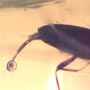 Rare Beetle With Extended Genitals In Dominican Amber