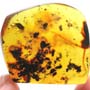 Rare Beetle With Genital Coming Out And Planthopper In Dominican Amber