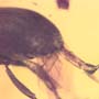 Rare Beetle With Genital Coming Out And Planthopper In Dominican Amber