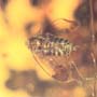 Rare Beetle With Genital Coming Out And Planthopper In Dominican Amber